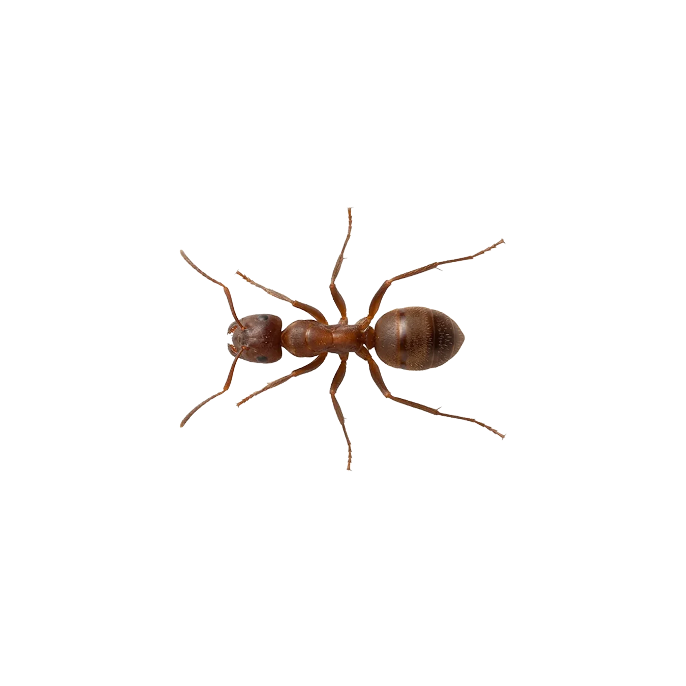 Braune Wegameise