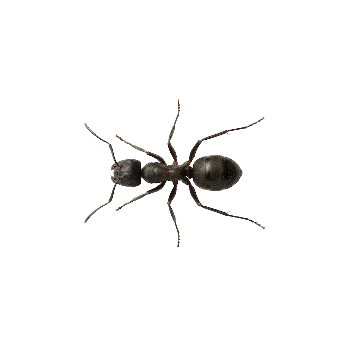 Schwarze Wegameise
